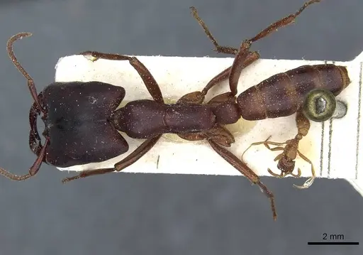 Dorylus titan specimen