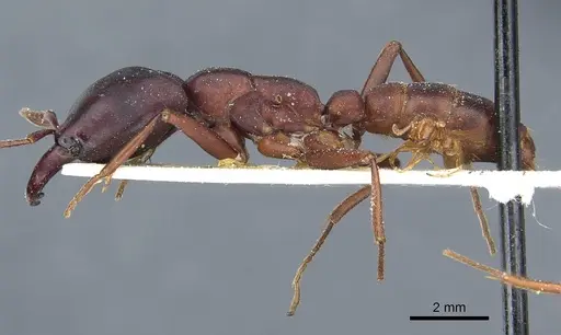 Dorylus titan specimen