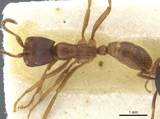 Dorylus titan - CASENT0911321