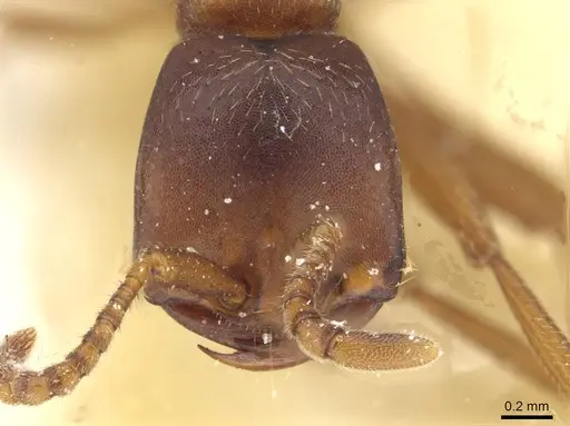 Dorylus titan - CASENT0911321