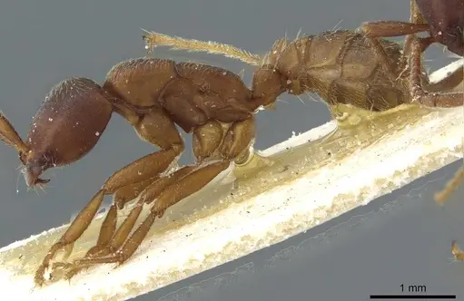 Dorylus titan - CASENT0911321