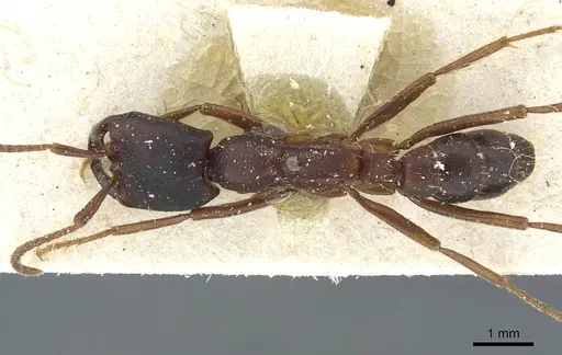 Dorylus titan - CASENT0911322