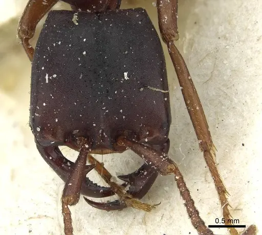 Dorylus titan - CASENT0911322