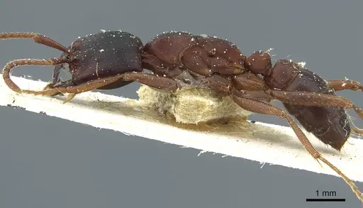 Dorylus titan - CASENT0911322