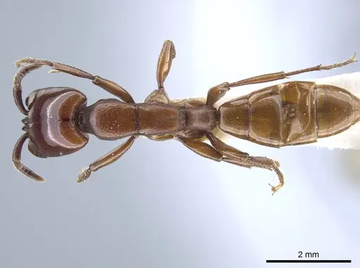 Dorylus vishnui specimen
