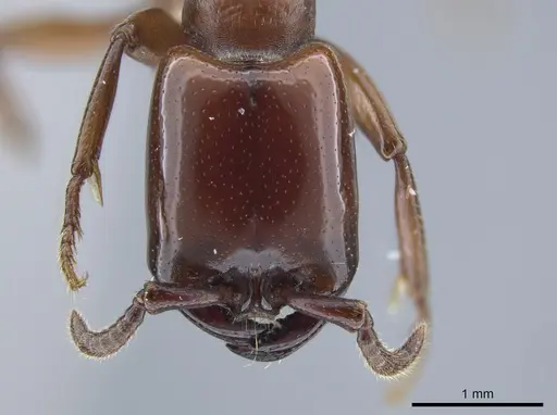 Dorylus vishnui specimen