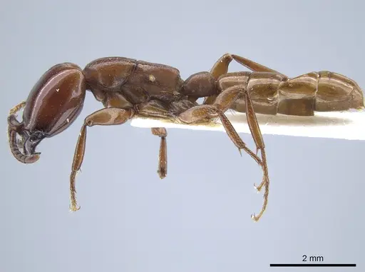 Dorylus vishnui specimen