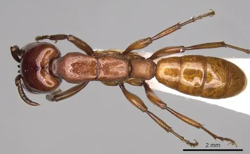 Dorylus vishnui - CASENT0914039