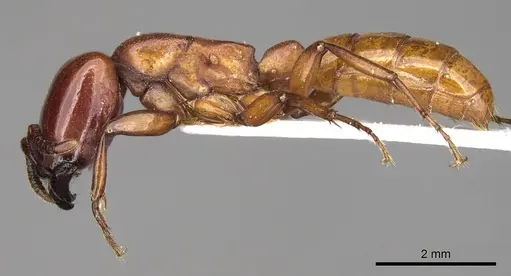 Dorylus vishnui - CASENT0914039