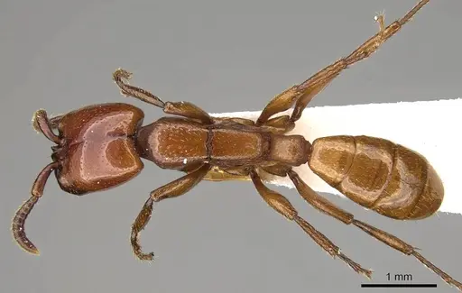 Dorylus vishnui - CASENT0914040