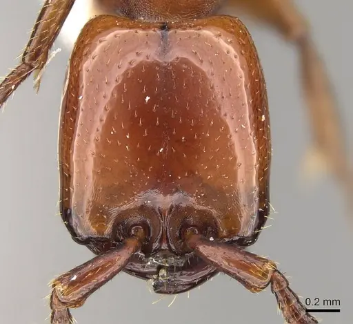 Dorylus vishnui - CASENT0914040