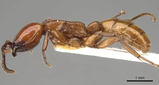 Dorylus vishnui - CASENT0914040