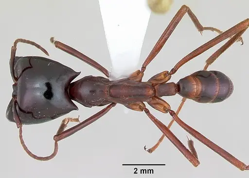 Dorylus wilverthi specimen