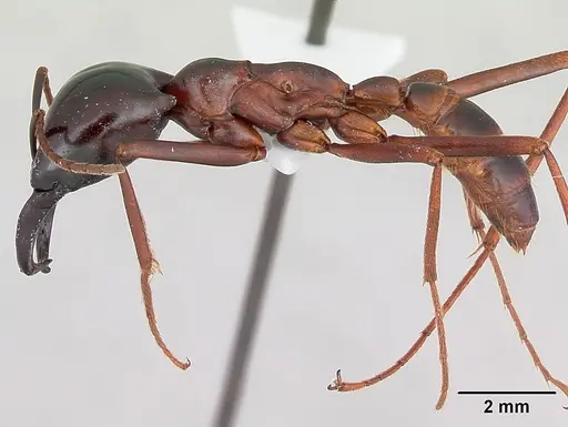 Dorylus wilverthi specimen