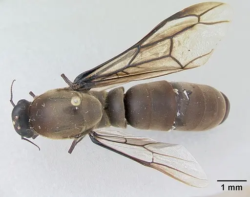 Dorylus wilverthi - CASENT0172860