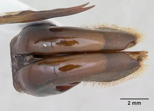 Dorylus wilverthi - CASENT0172860