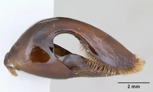 Dorylus wilverthi - CASENT0172860