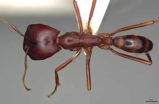 Dorylus wilverthi - CASENT0217161