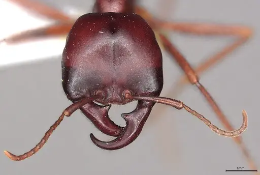 Dorylus wilverthi - CASENT0217161