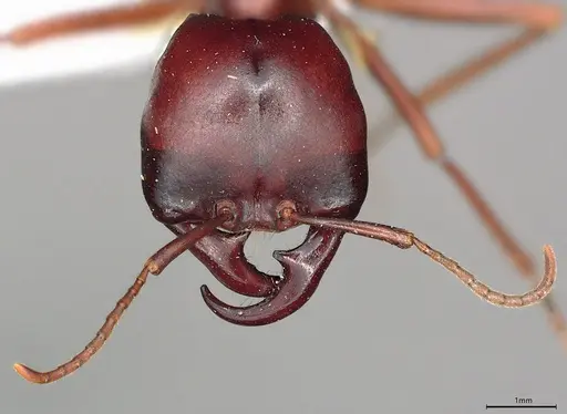 Dorylus wilverthi - CASENT0217161