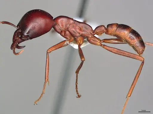 Dorylus wilverthi - CASENT0217161