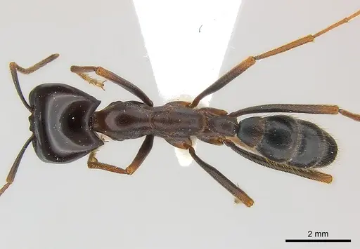 Dorylus wilverthi - CASENT0217162