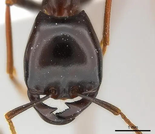 Dorylus wilverthi - CASENT0217162