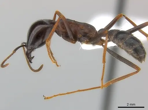 Dorylus wilverthi - CASENT0217162