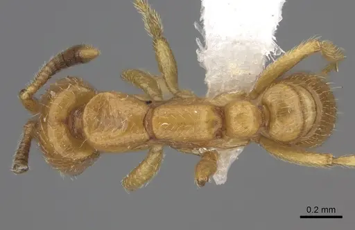 Dorylus wilverthi - CASENT0401744