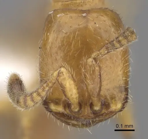 Dorylus wilverthi - CASENT0401744