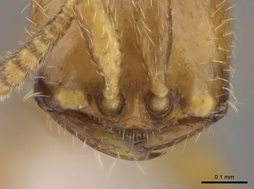 Dorylus wilverthi - CASENT0401744