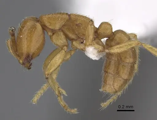 Dorylus wilverthi - CASENT0401744