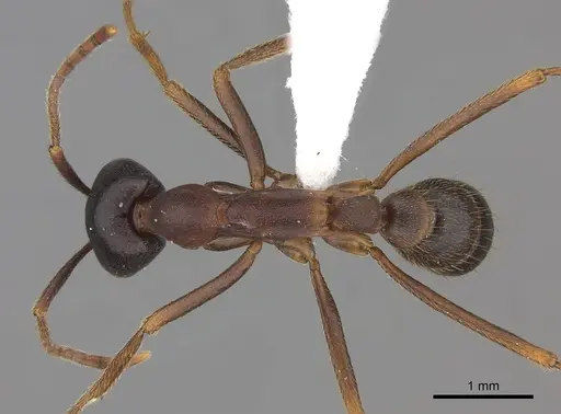 Dorylus wilverthi - CASENT0401749