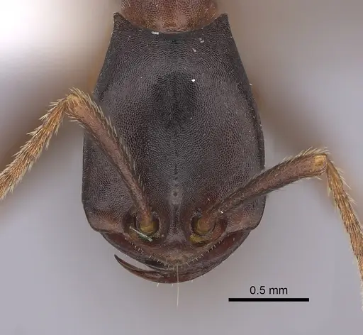 Dorylus wilverthi - CASENT0401749