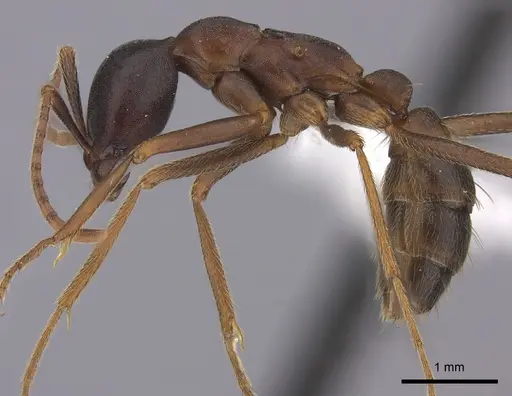 Dorylus wilverthi - CASENT0401749