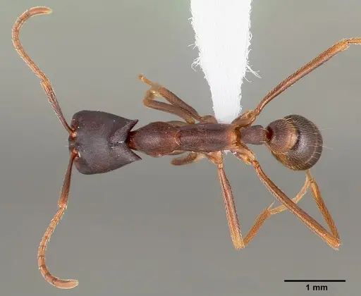 Dorylus wilverthi - CASENT0401751