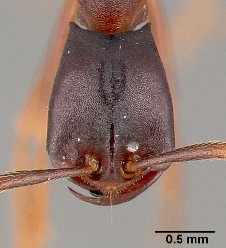 Dorylus wilverthi - CASENT0401751