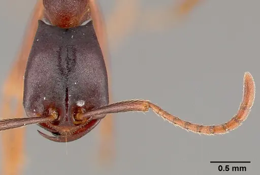 Dorylus wilverthi - CASENT0401751