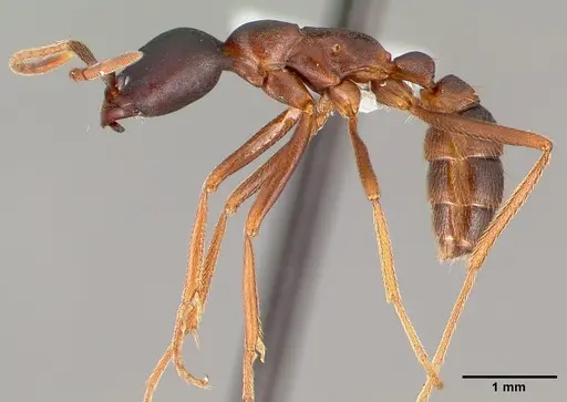 Dorylus wilverthi - CASENT0401751