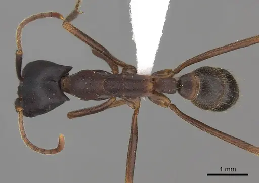 Dorylus wilverthi - CASENT0401752