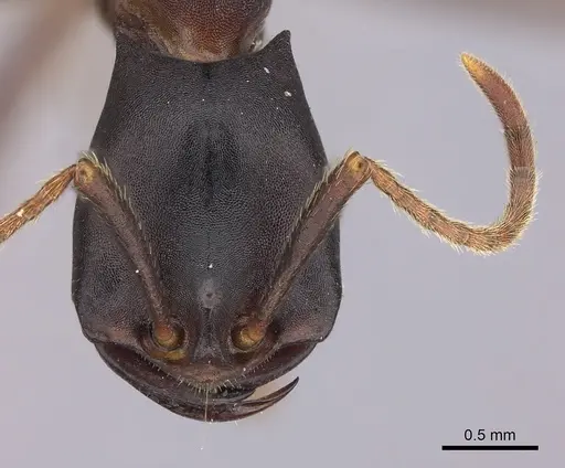 Dorylus wilverthi - CASENT0401752