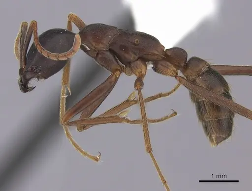 Dorylus wilverthi - CASENT0401752