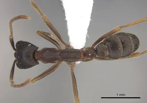 Dorylus wilverthi - CASENT0401756