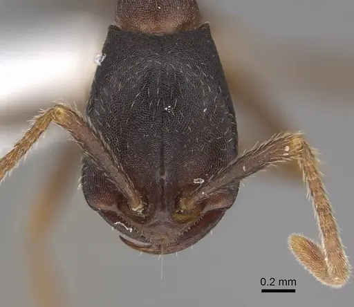 Dorylus wilverthi - CASENT0401756