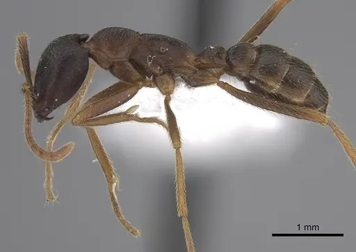 Dorylus wilverthi - CASENT0401756