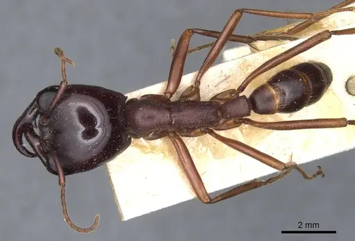 Dorylus wilverthi - CASENT0903692