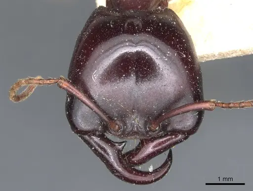 Dorylus wilverthi - CASENT0903692