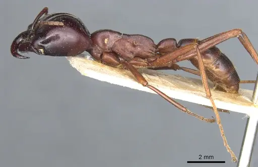 Dorylus wilverthi - CASENT0903692