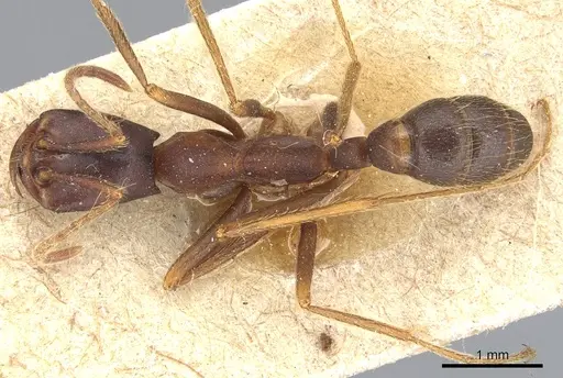 Dorylus wilverthi - CASENT0903693