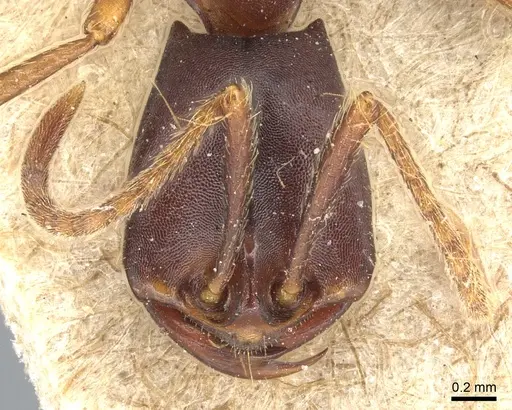 Dorylus wilverthi - CASENT0903693